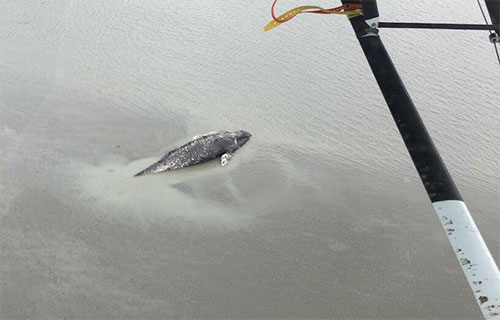 jpg Turnagain Arm Whale