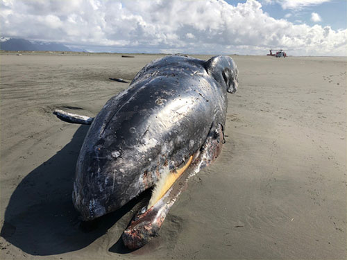 jpg Third Dead Gray Whale Found in Alaska This Month 