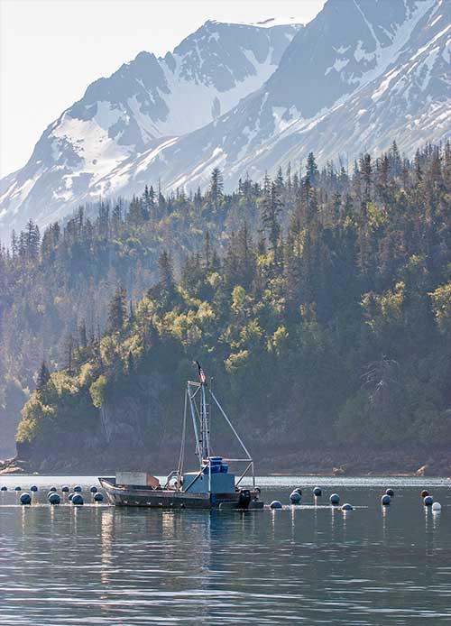 jpg A boat works at an oyster farm in Kachemak Bay.