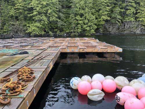 jpg A grow-out raft suspends trays of oysters in the water.