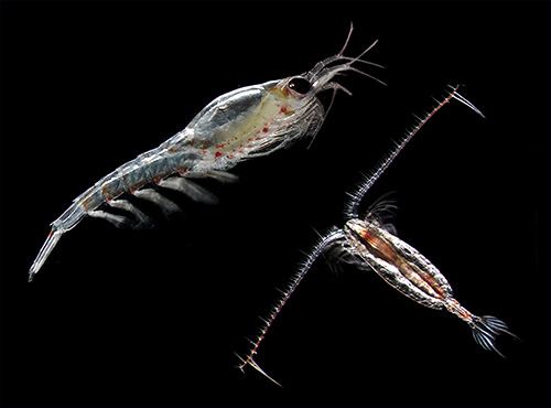 jpg Small crustaceans such as this copepod and krill capitalize on the spring bloom and become essential food resources for many fish, seabirds and marine mammals in the Gulf of Alaska.