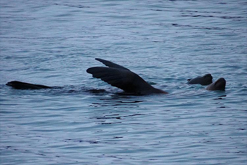 jpg Is That Steller Sea Lion in Distress? Waving? Or Is It ...Thermoregulation? 