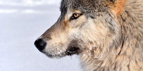 jpg A wolf pauses in Yukon-Charley Rivers National Park and Preserve