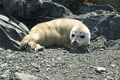 jpg Harbor Seal Pupping Season Begins! Share the Shore; These pups - often seen alone onshore - are not abandoned.