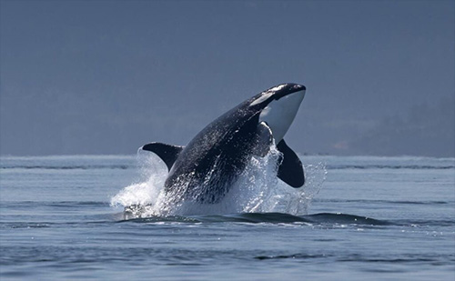 Southeast Alaska’s Chinook troll fishery suspended; Alaska to Appeal Ruling on Southeast AK Chinook Fishery by Federal Court in Washington