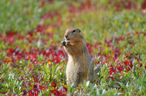 Arctic ground squirrels changing hibernation patterns 