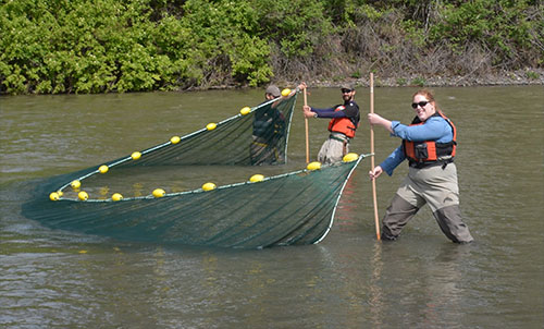 jpg Study lead author Sam Wilson, along with collaborators, sampling juvenile salmon in the Skeena River