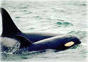 photo killer whales...