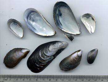photo bivales blue mussels