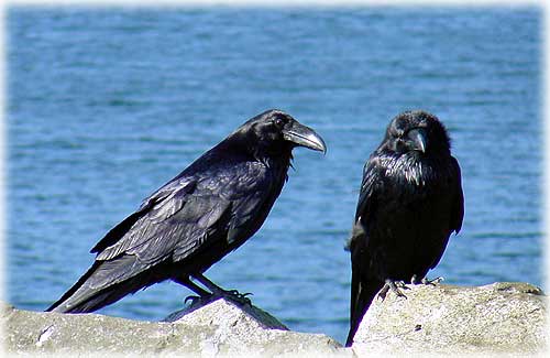 photo ravens Ketchikan, Alaska