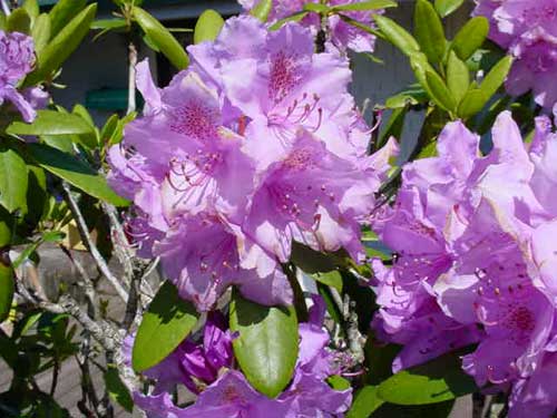 jpg Rhododendron blooms