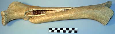 jpg cavebear bone