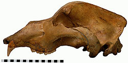 jpg cave bear skull