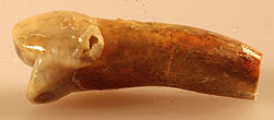 jpg cave bear tooth