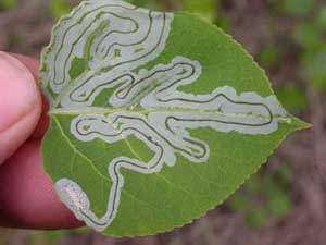 jpg tracks of aspen leaf miner larvae