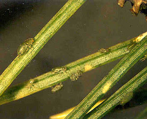 jpg spruce aphids