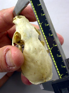 jpg marten skull