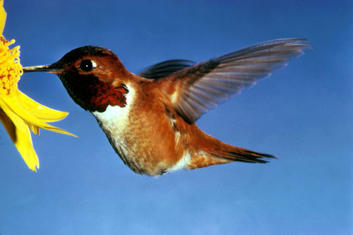 jpg rufous hummingbird