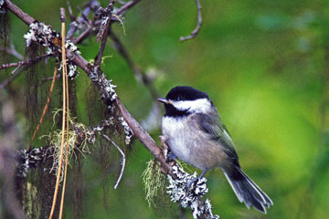 jpg Black-capped chickadee