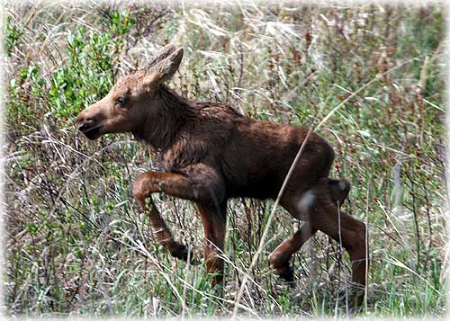 jpg Calf Moose