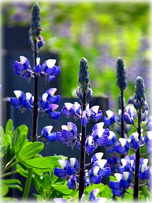 jpg wild blue lupine