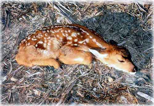 jpg sleeping fawn