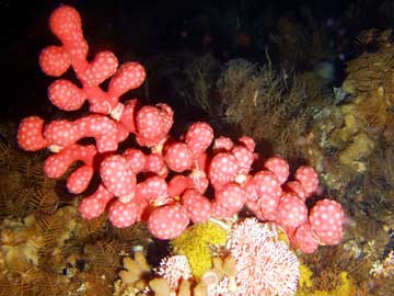 jpg bubble gum coral