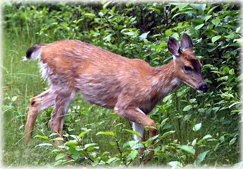 jpg Sitka Black-tailed Deer