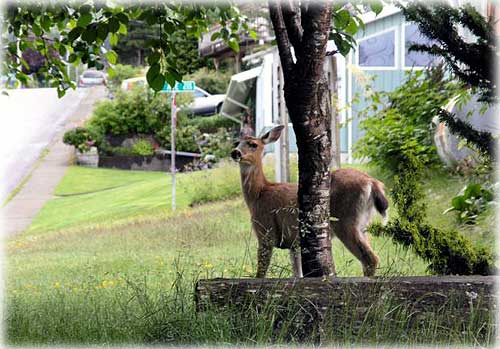 jpg Black-tailed deer