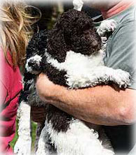 Eight Puppies Rescued From Burning Home