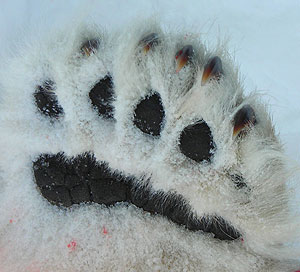 jpg One of the paws of a male bear