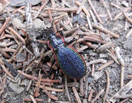 jpg A beetle, species unknown, in a Fairbanks backyard. 