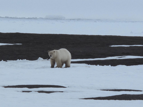 A polar bear near Barrow. Photo by Ned Rozell.