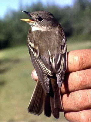 jpg Alaska summer is short for the alder flycatcher