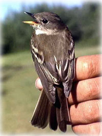 laska summer is short for the alder flycatcher