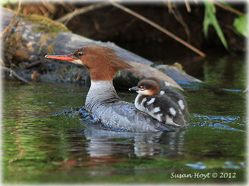 Front Page Photo by SUSAN HOYT