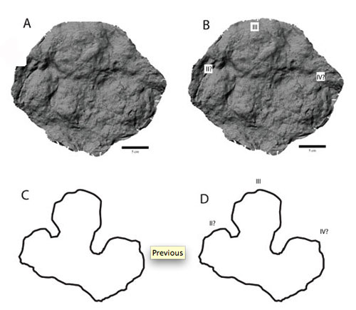 jpg The stone impression of tracks left by a hadrosaur in the Wrangell Mountains about 70 million years ago.