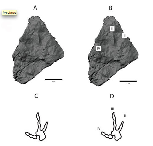 jpg The stone impression of tracks left by a small meat-eating dinosaur in the Wrangell Mountains about 70 million years ago.