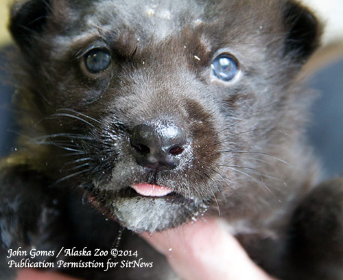 jpg One of the rescued wolf pups at the Alaska Zoo.
Photograph by John Gomes - Alaska Zoo Photographer ©2014
Permission granted to SitNews for publication. 