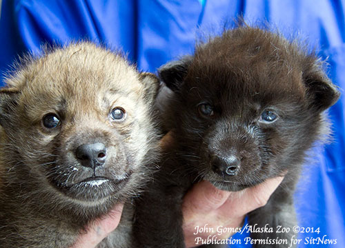 jpg Two of the rescued wolf pups at the Alaska Zoo.
Photograph by John Gomes - Alaska Zoo Photographer ©2014
Permission granted to SitNews for publication. 