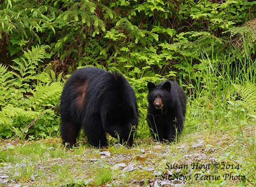 Front Page Photo By SUSAN HOYT