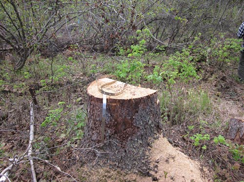 jpg Old-growth spruce destroyed at research site