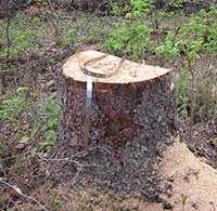 jpg Old-growth spruce destroyed at research site