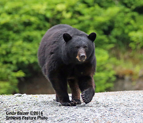 Front Page Photo By CINDY BALZER