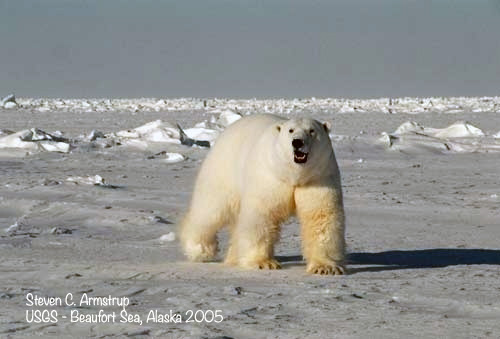 jpg Through the Eyes of a Polar Bear