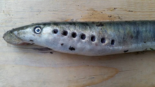 jpg Close up of lamprey showing gill pouches.