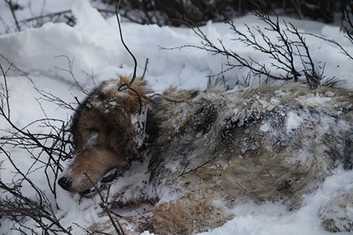 jpg Petition Seeks to Halt the Killing of Denali National Park Wolves 