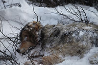 Petition Seeks to Halt the Killing of Denali National Park Wolves