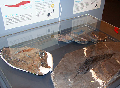 jpg One of the most complete thalattosaur fossils in the world, show at lower right, was found in Alaska.