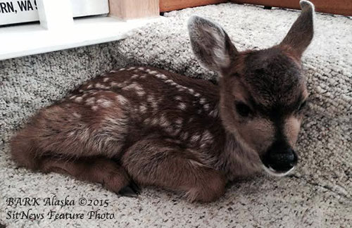 jpg Fern, Ketchikan's orphaned fawn...